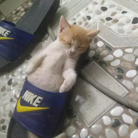 Котёнок Пишижек