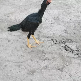 Horaz baysow
