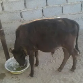 öküz