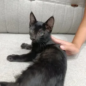 Pişik çaga / котенок