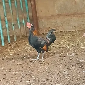 karlik horaz