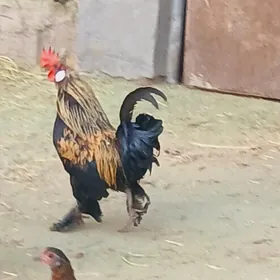 karlik horaz