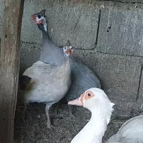 çisarka