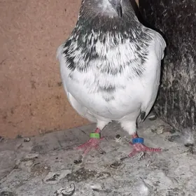 Kepderi