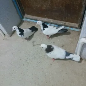 kepderi