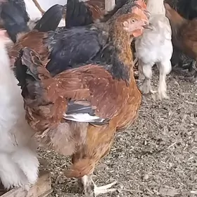 horazlar