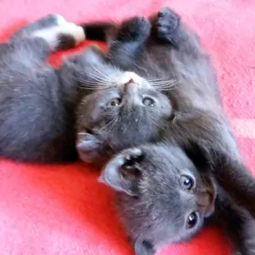 шотландские котята