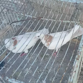 kepderi
