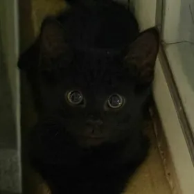 котенок