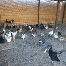 towuklar