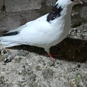 Kepderi