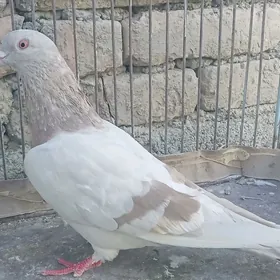 kepderi