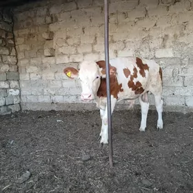 Galisteyin Ökuz