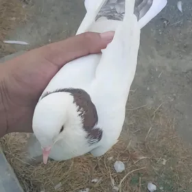 kepderi