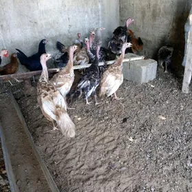 İnduk 4 aý bolýa