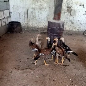 Towuk Taşgent