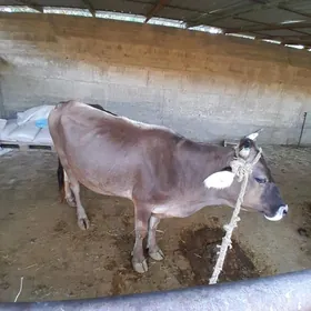 SYGYR