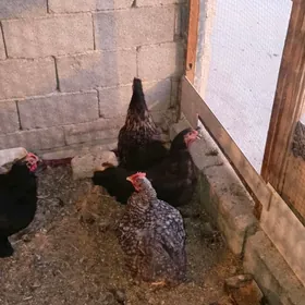 kokinhin brama towuklar