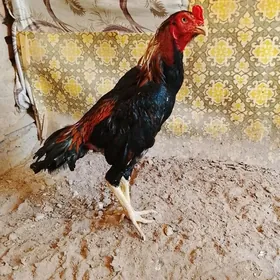 Horaz