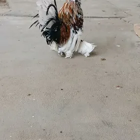 karlik