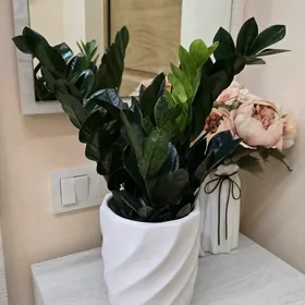 Чёрный Долларовый Китай
