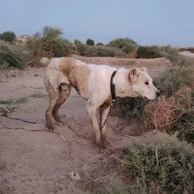 Sinba
