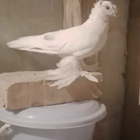 кепдер