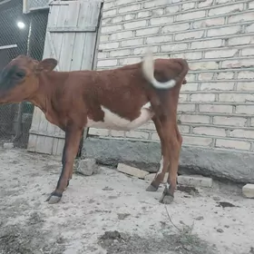 gulojun göle