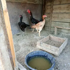 Taşken