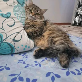 Pişik Кошка