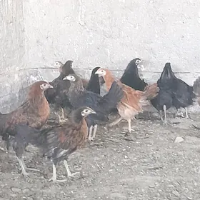 жуйже