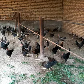 mesny horazlar