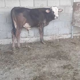 ÖKÜZ