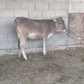TÜWE