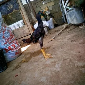 taşkent