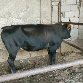 öküz
