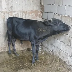 bakjaga öküz