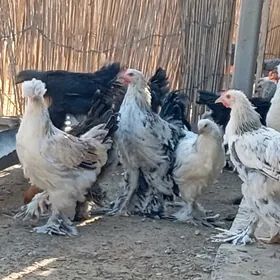 brama towuk