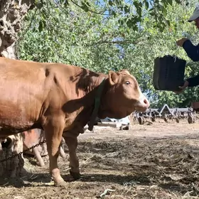 öküz smintal