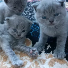 шотландские котята