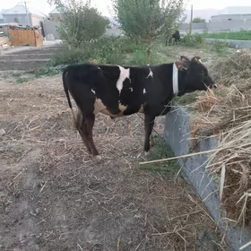 ökuz