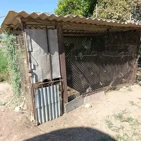 towuk ketek