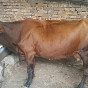 göleli sygyr