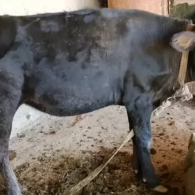 gulajun