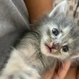 котята