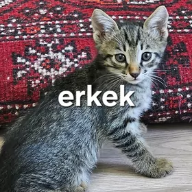 pişik,кошка