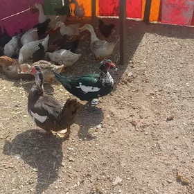 Indautka ördek