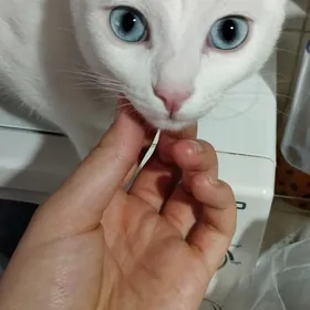 отдам кота