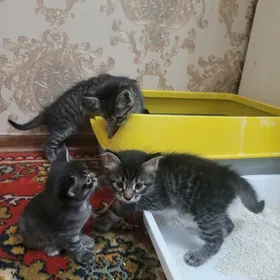 котята