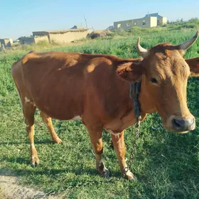 Bogaz gulajyn